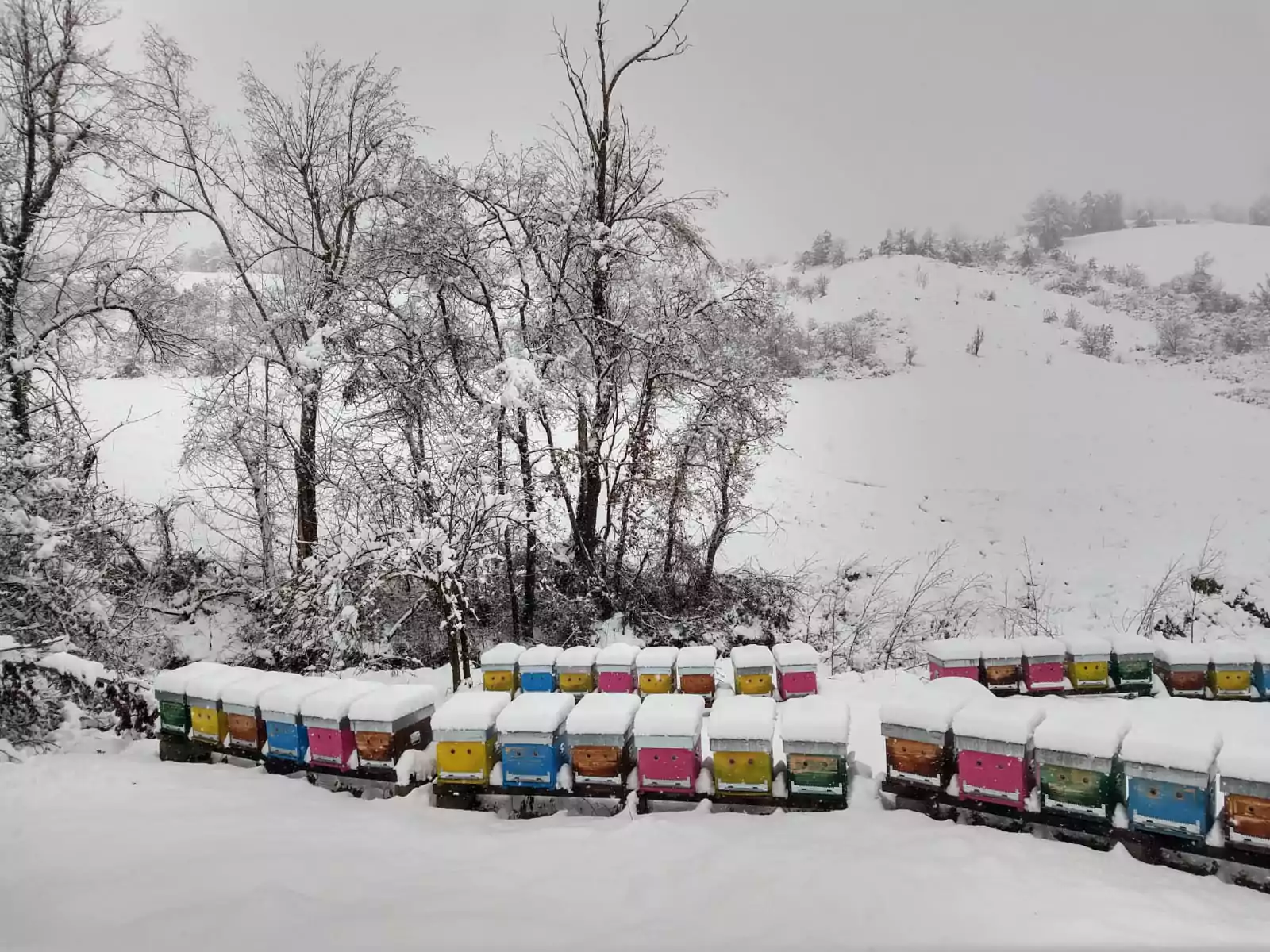 Alveari in inverno, bio