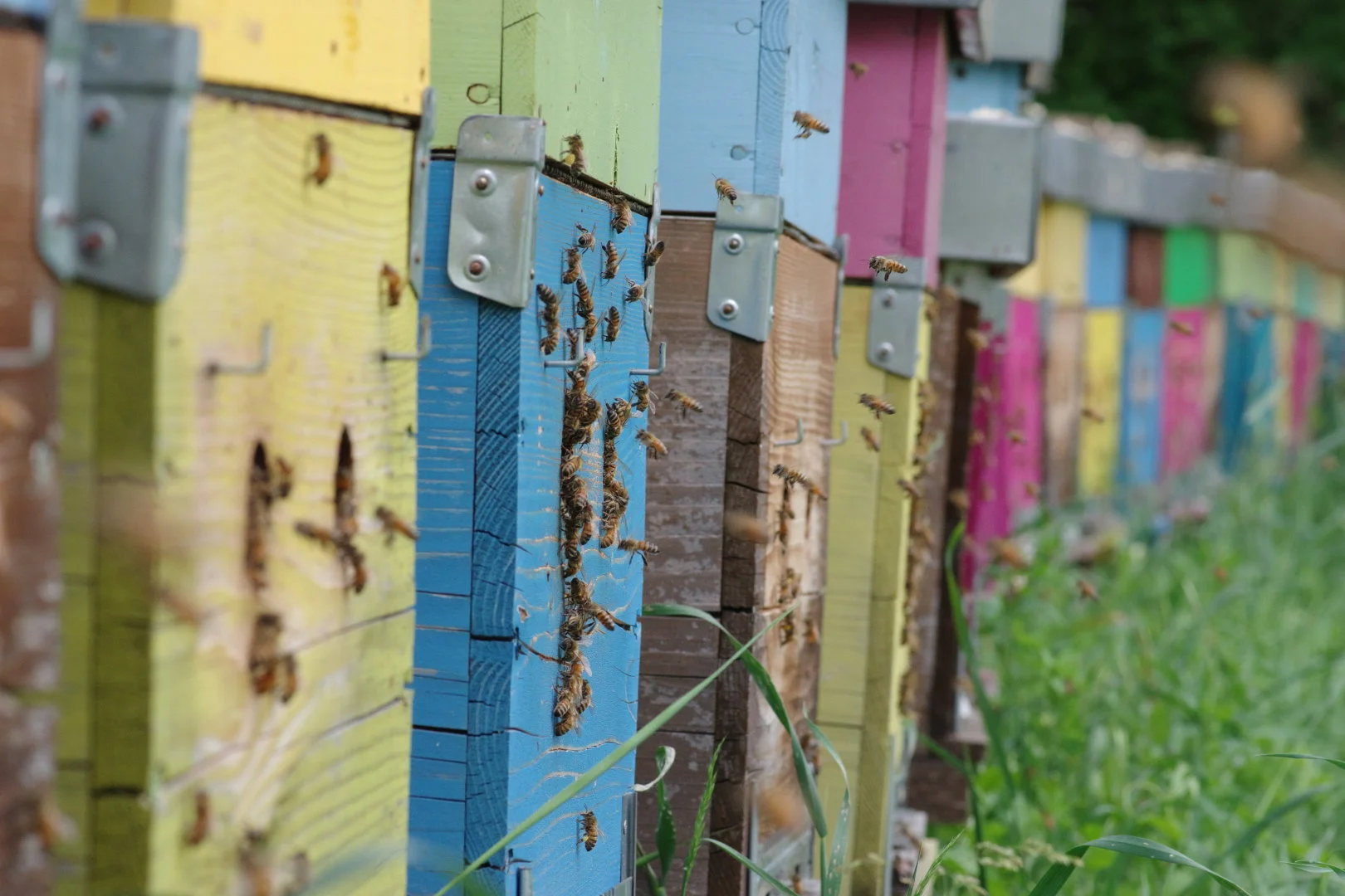 Gruppo di alveari, bio