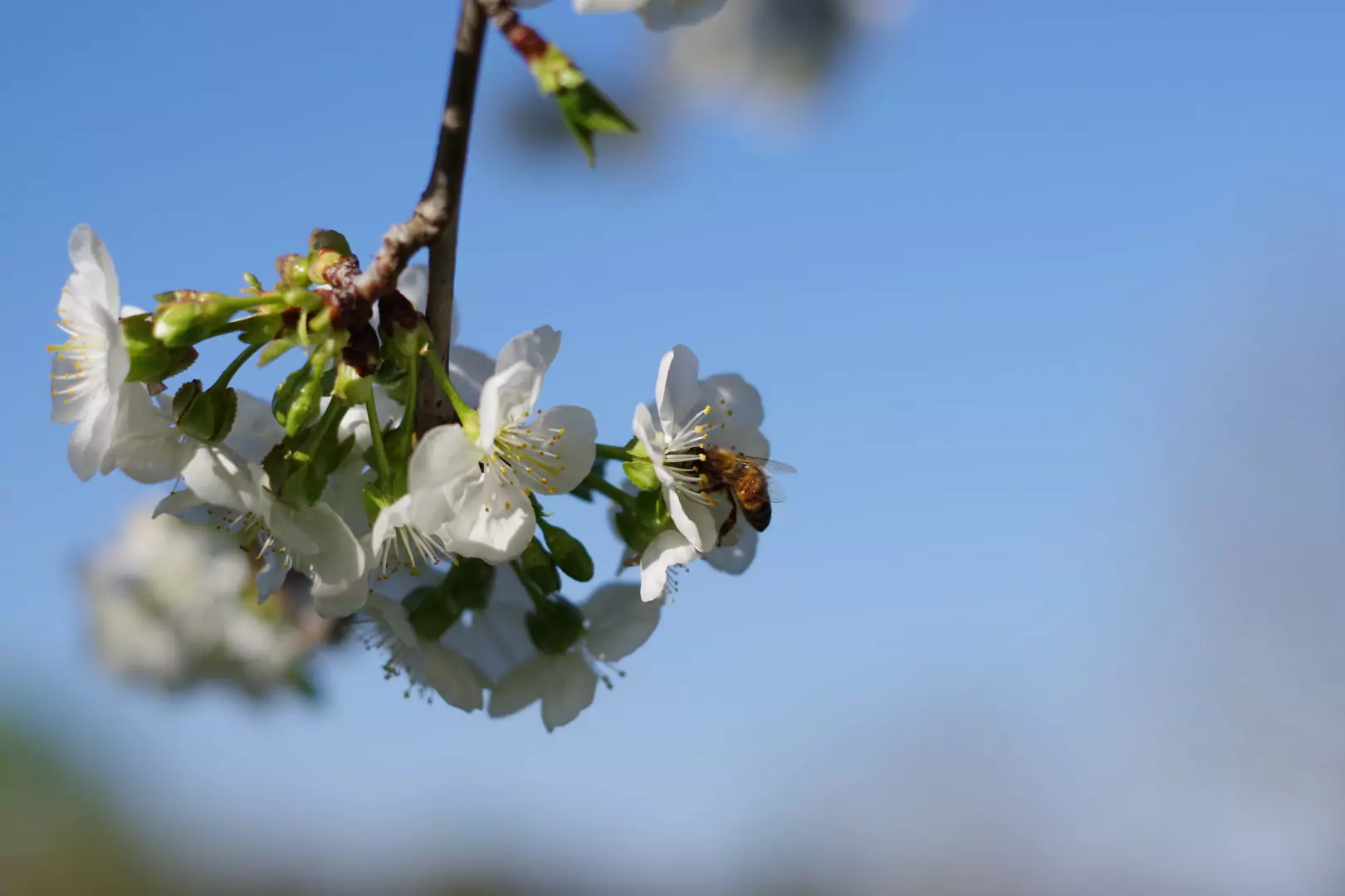 Amarene fresche, bio