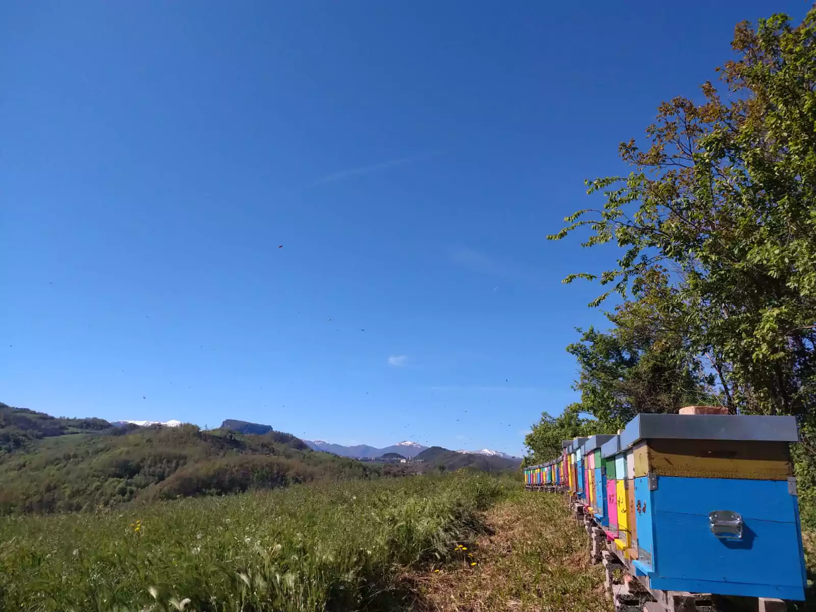 Apiario vista 12, bio