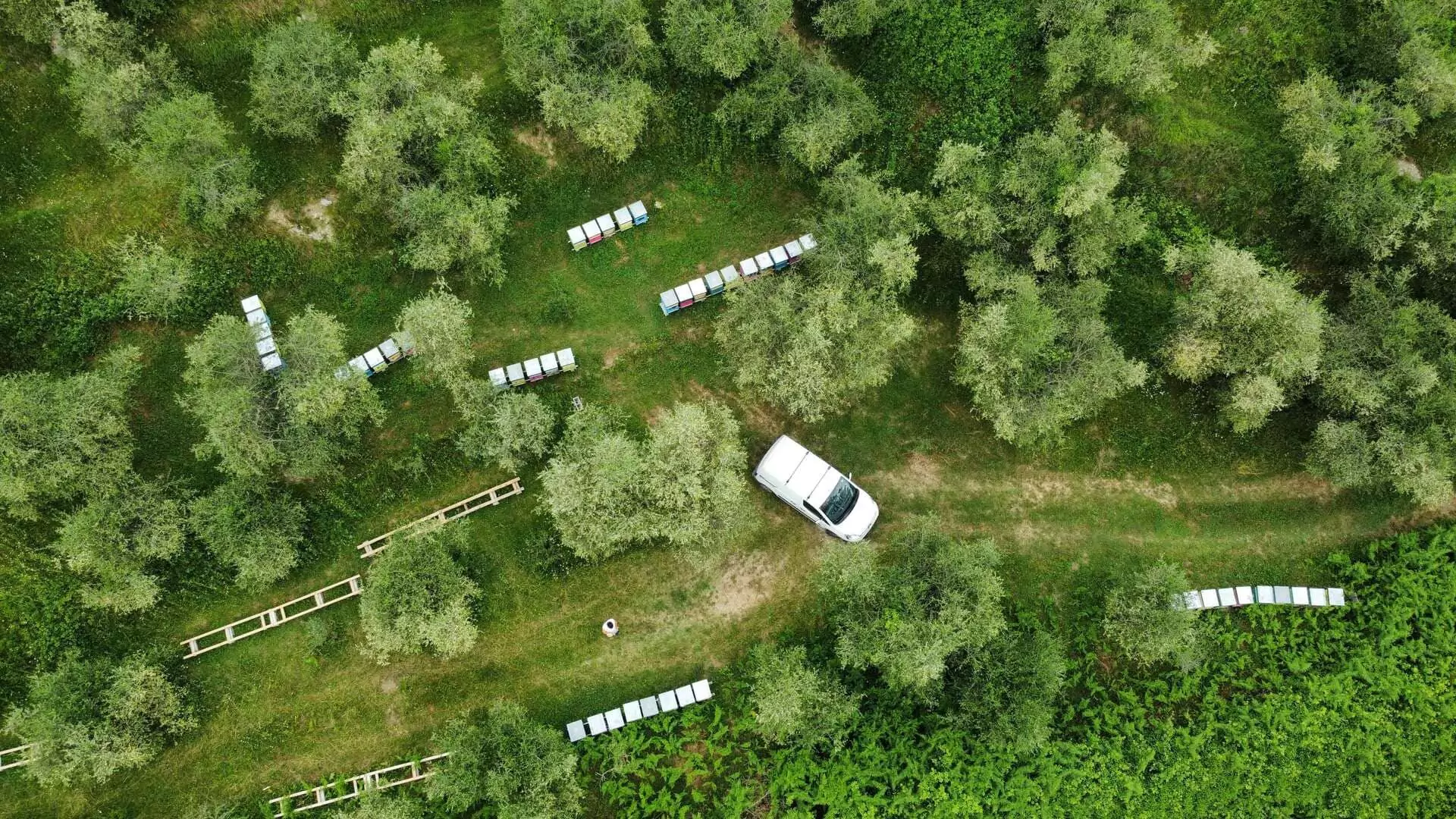 Apiario in campo, bio