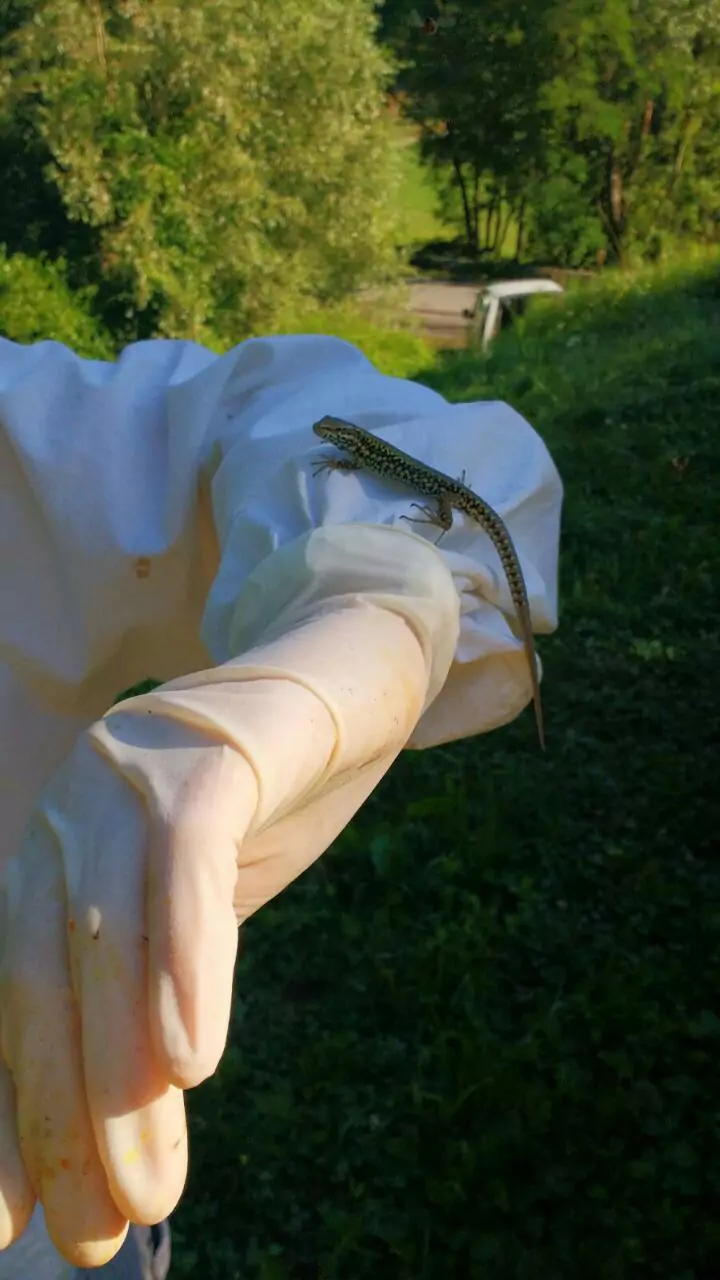 Bestiario, immagine 1, bio