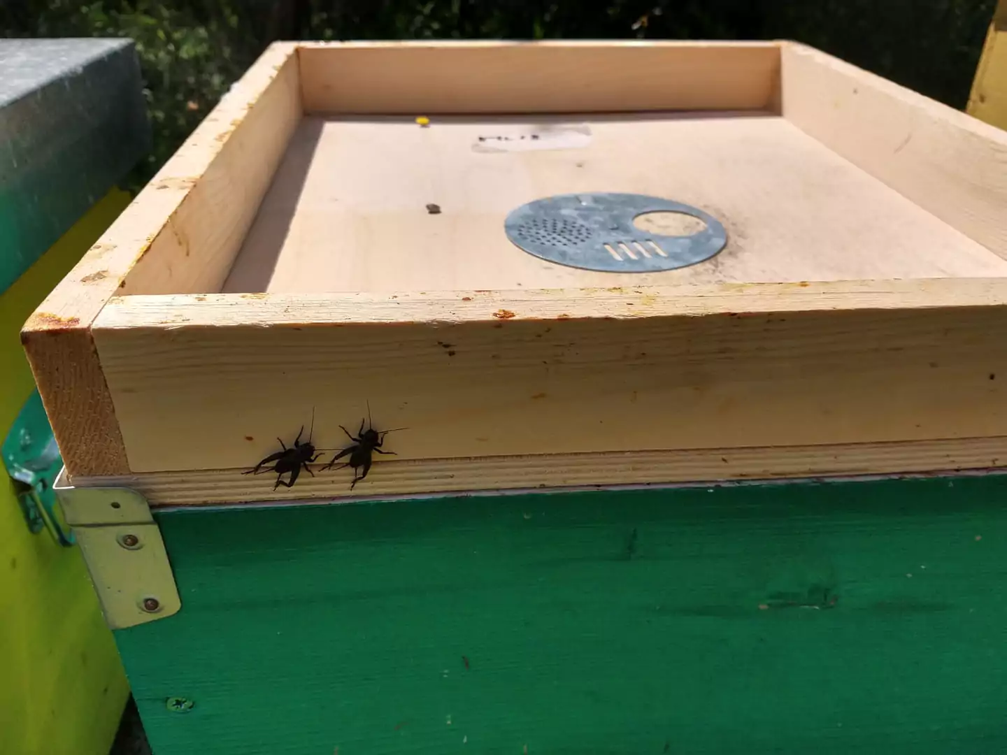 Bestiario, immagine 3, bio