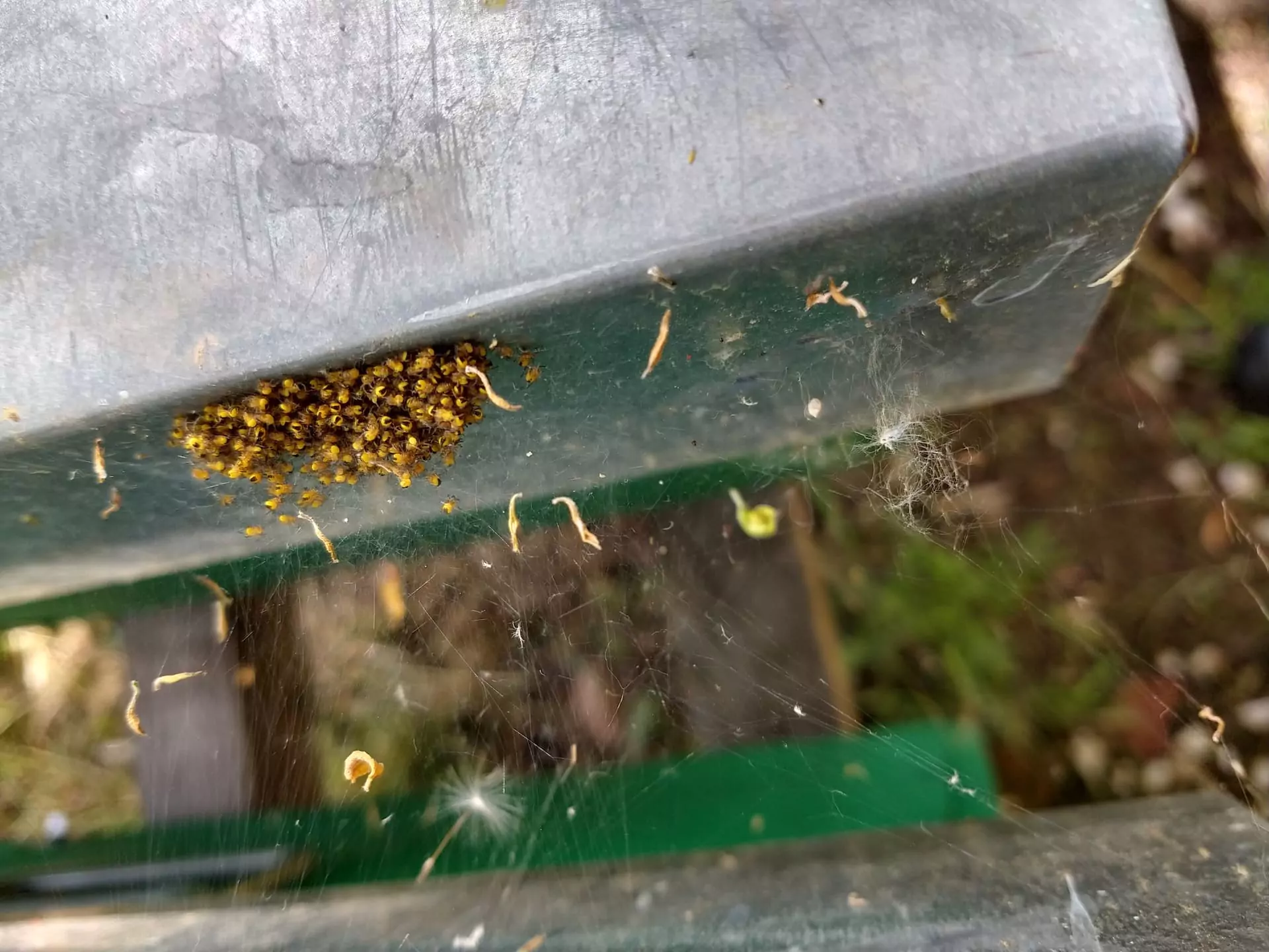 Bestiario, immagine 4, bio