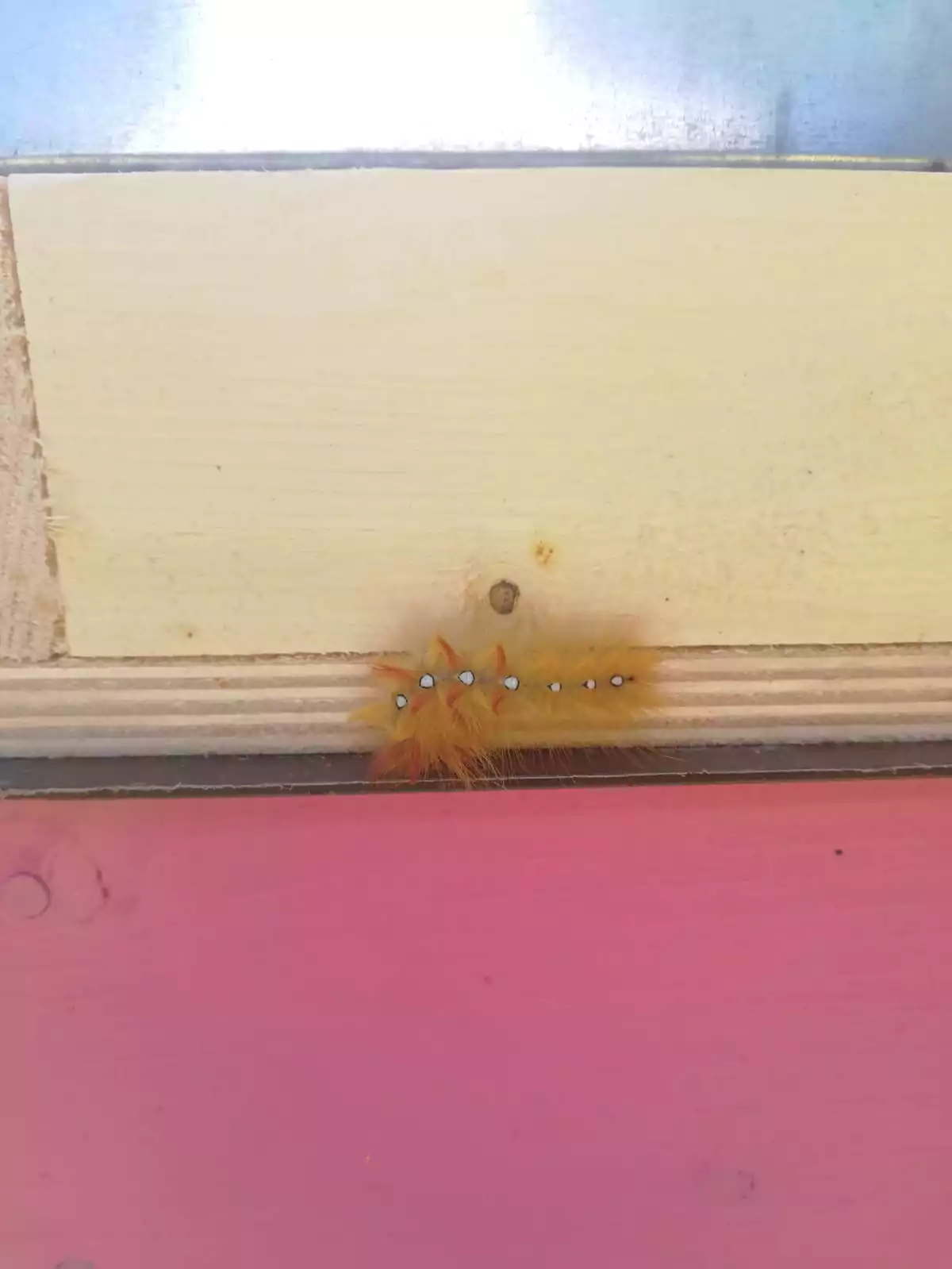 Bestiario, immagine 5, bio