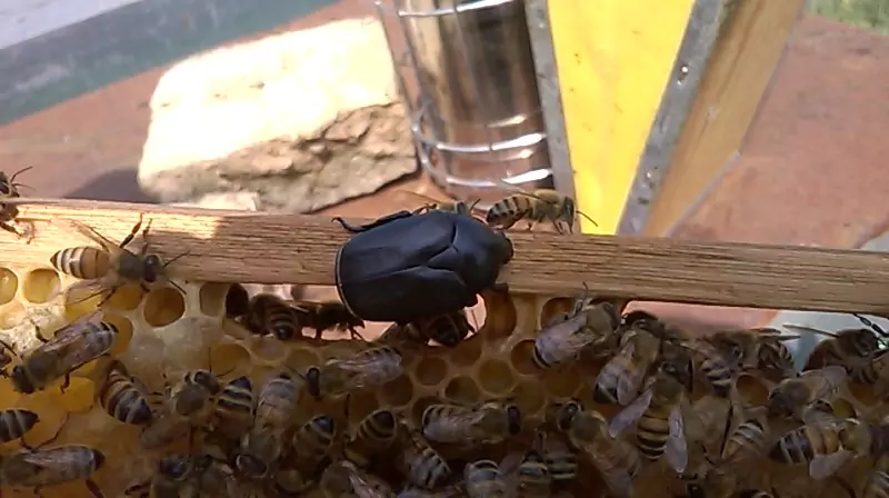 Bestiario, immagine 6, bio