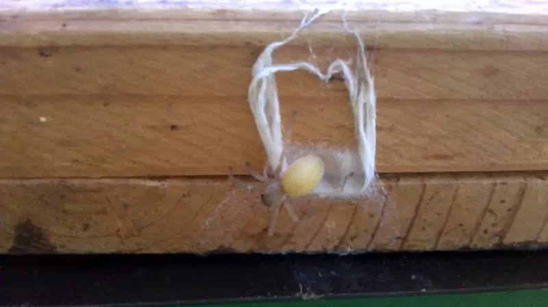 Bestiario, immagine 8, bio