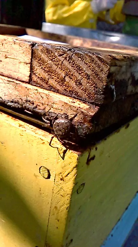 Bestiario, immagine 9, bio