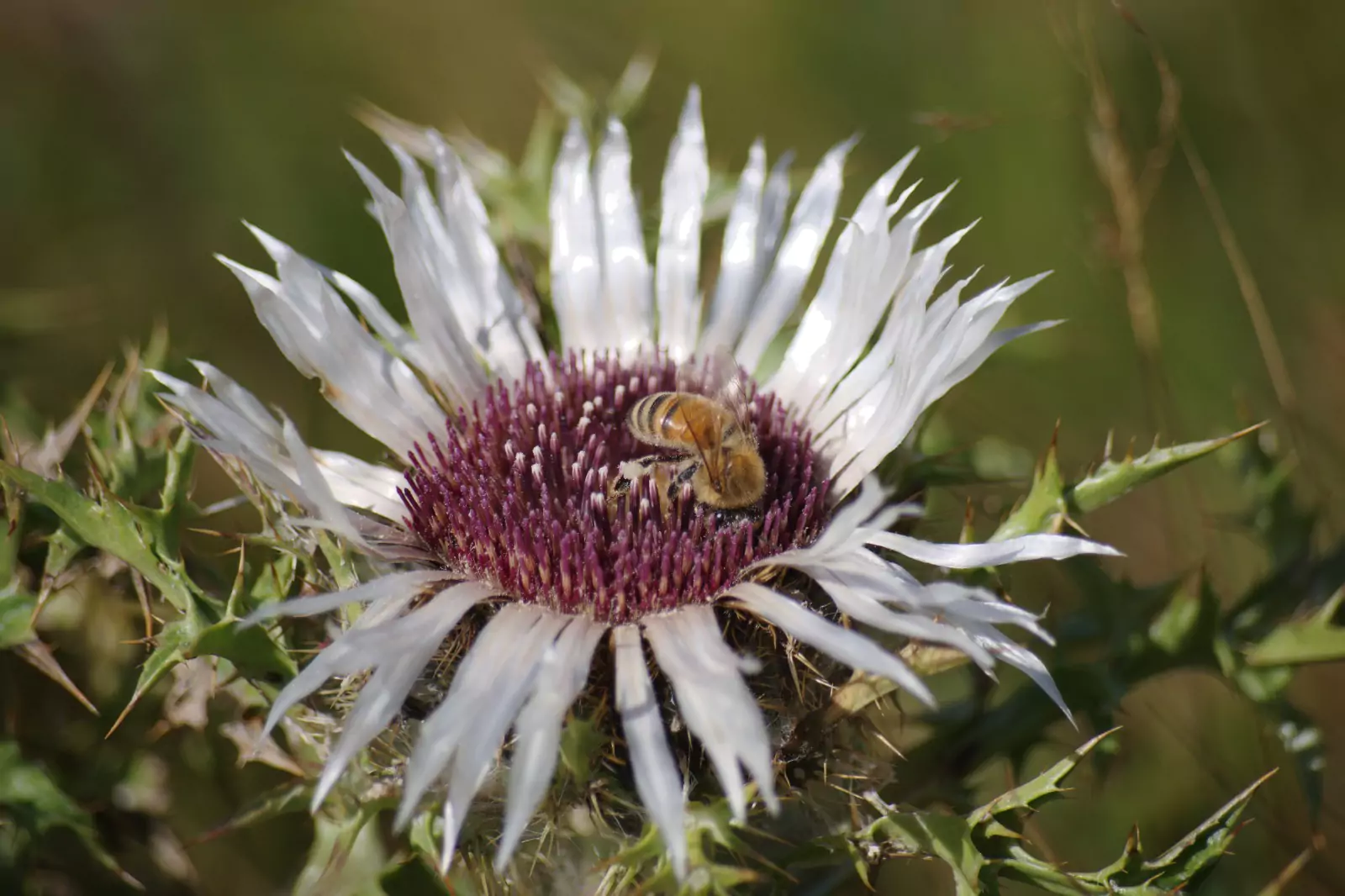 Fiore selvatico, bio