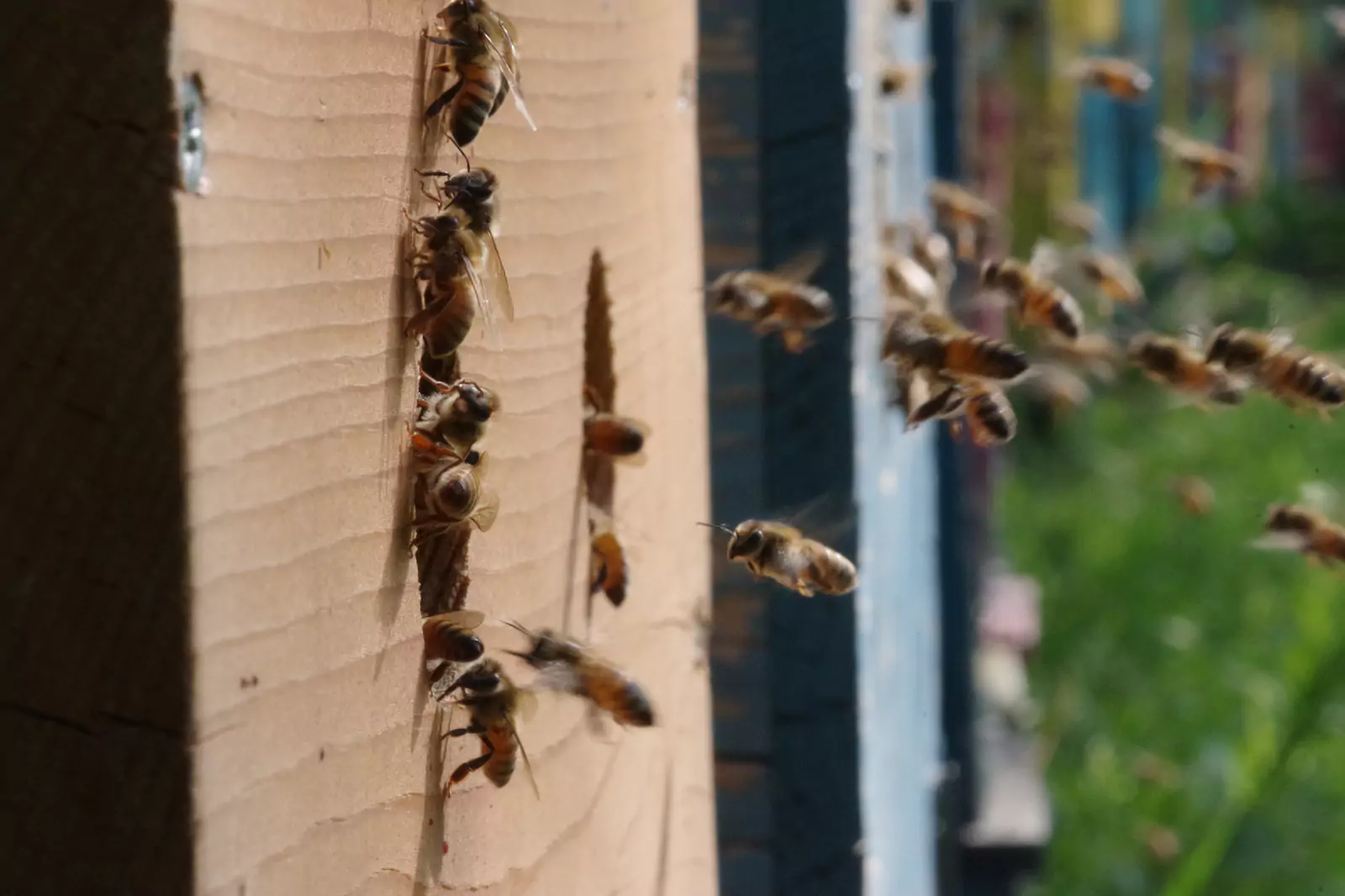Pecorile, paesaggio rurale, bio
