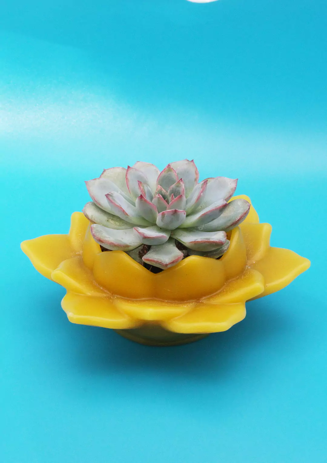 Seconda piantina, bio