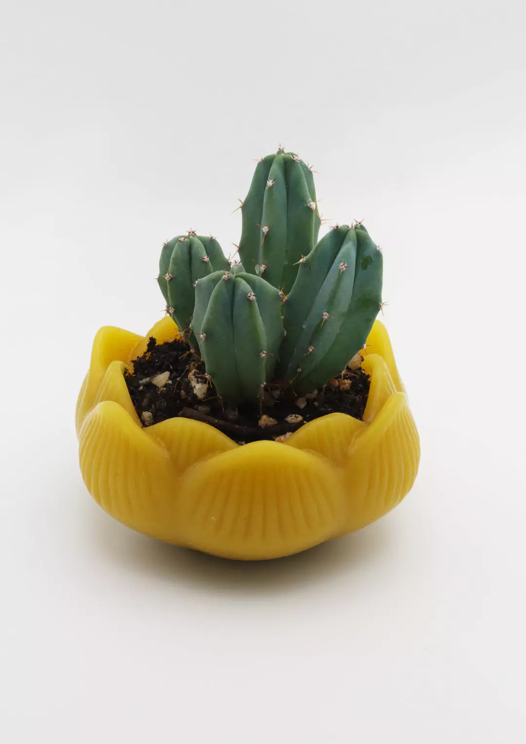 Quinta piantina, bio