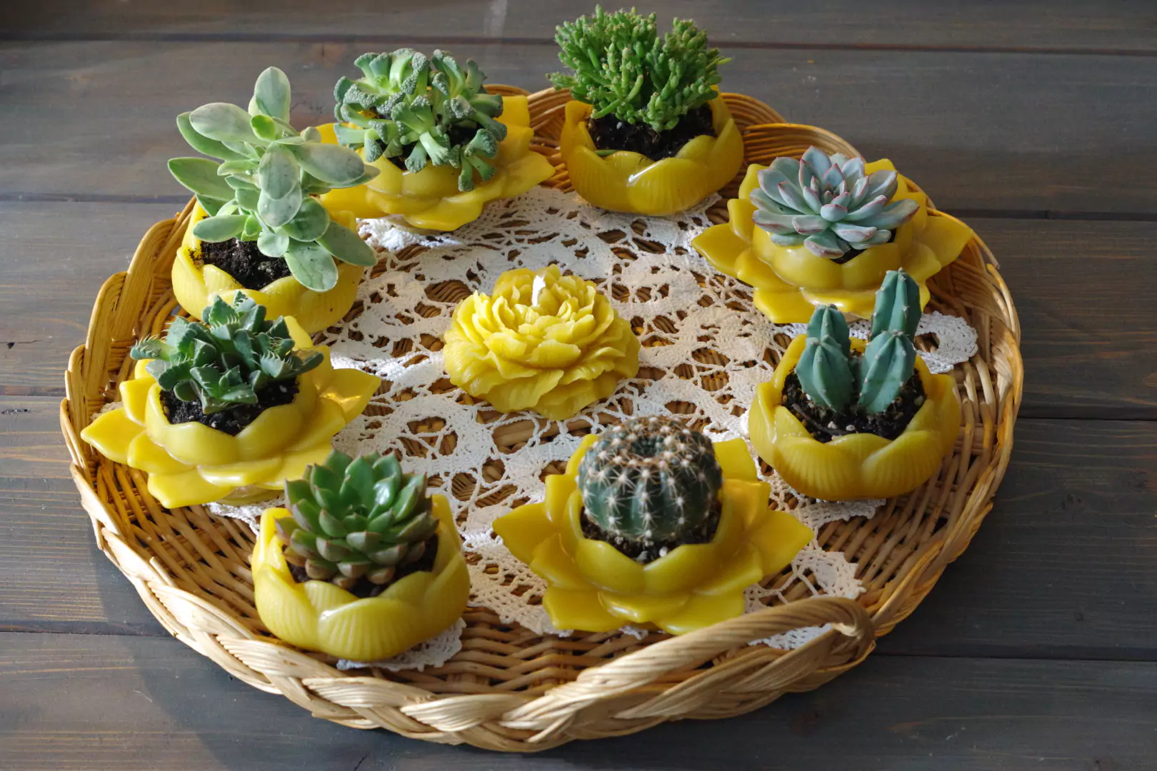 Settima piantina, bio