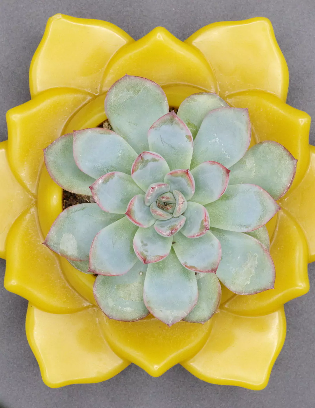 Ottava piantina, bio