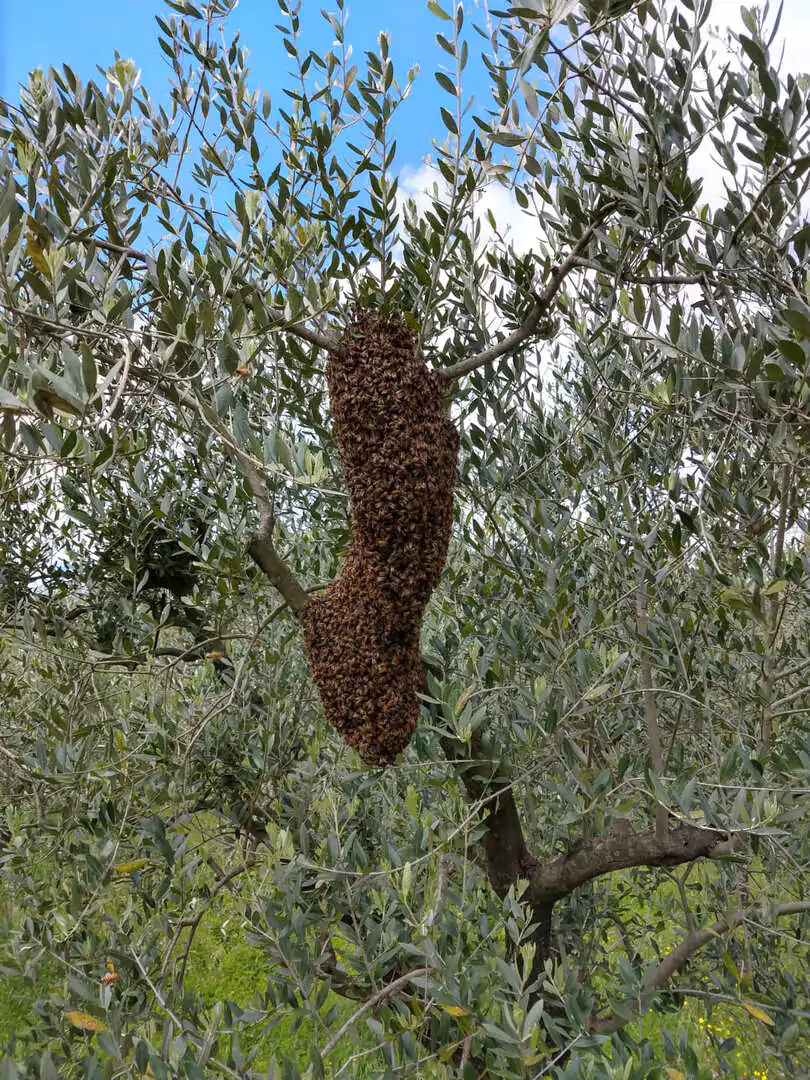 Sciame di api, immagine 2, bio