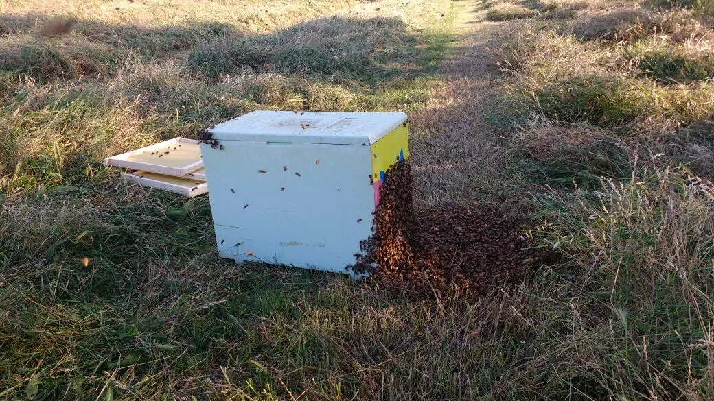 Sciami di api in volo, bio
